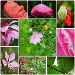 Rainy flowers.jpg