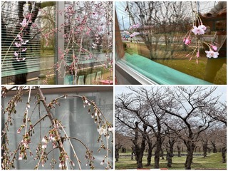 Sakura.jpg