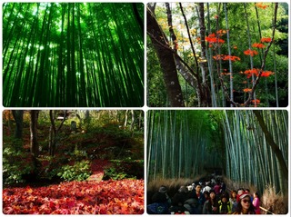 bamboo.jpg