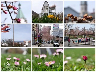 flower.jpg