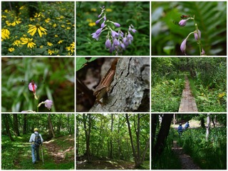 forest.jpg