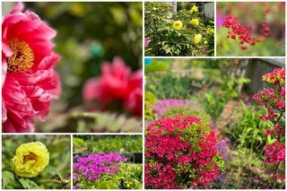 garden.jpg