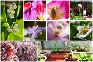 garden.jpg