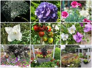 garden.jpg