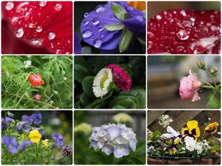garden.jpg