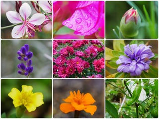 garden10.jpg