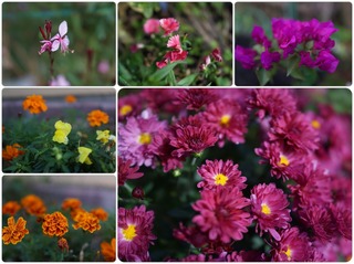 garden10.jpg