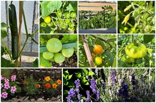 garden14.jpg