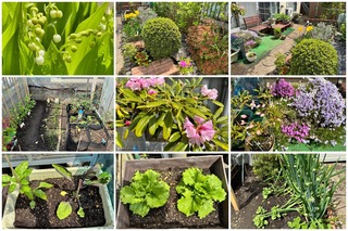 garden15.jpg