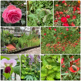 garden2.jpg