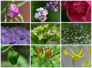 garden20.jpg