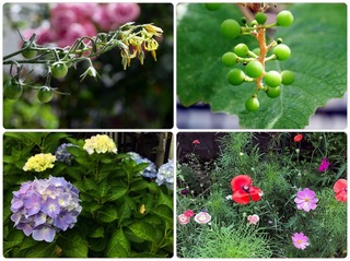 garden20.jpg