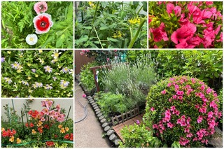 garden24.jpg