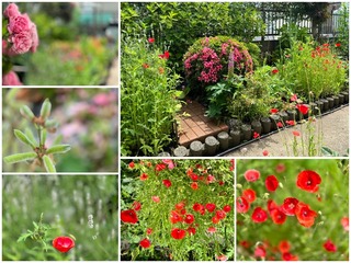 garden25.jpg