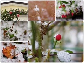 garden29.jpg
