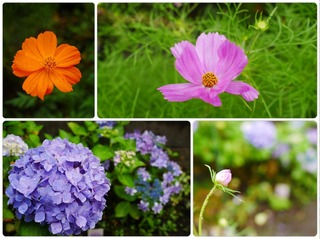 garden29.jpg