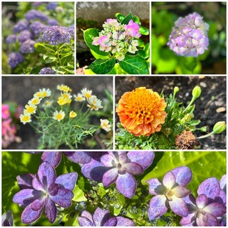 garden3.jpg