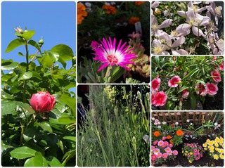 garden3.jpg