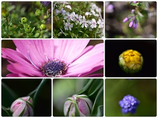 garden5.jpg