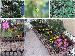 garden9.jpg