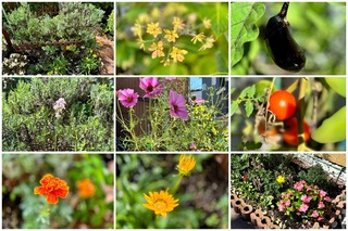 garden9.jpg