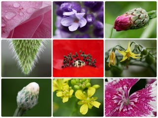 gflowers.jpg