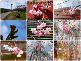 gocherry.jpg