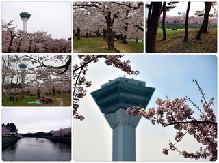 gosakura.jpg