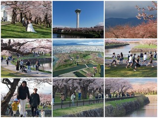 hanami.jpg