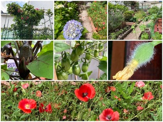 mygarden2.jpg
