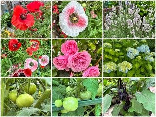 mygarden7.jpg