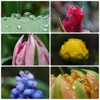 raindrops.jpg