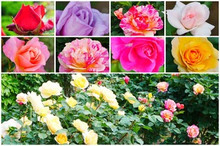 rose1.jpg