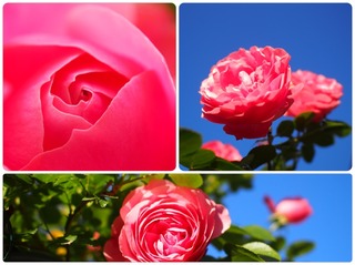 rose27.jpg
