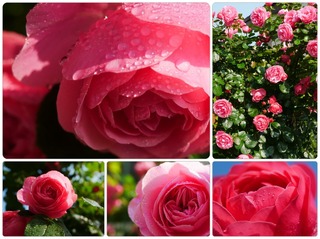 rose29.jpg