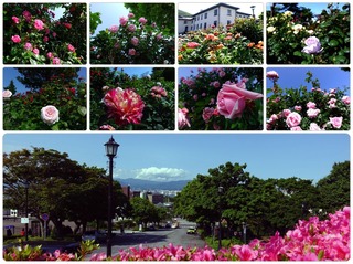 rosegarden27.jpg