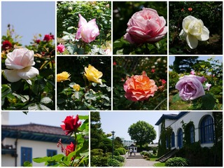 roze.jpg