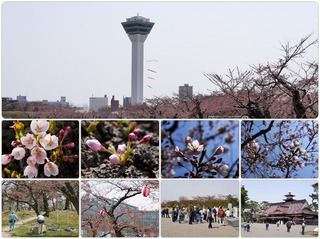 sakura.jpg