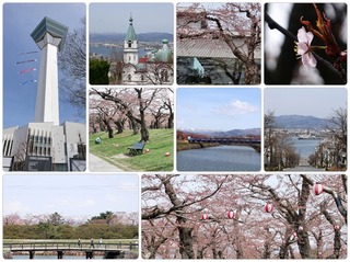 sakura.jpg
