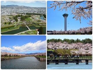 sakura.jpg