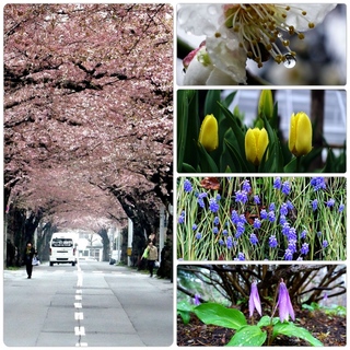 sakura23.jpg