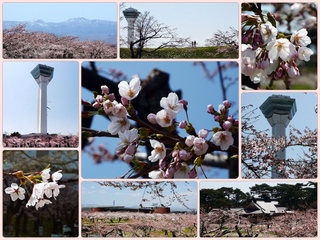 sakura26.jpg