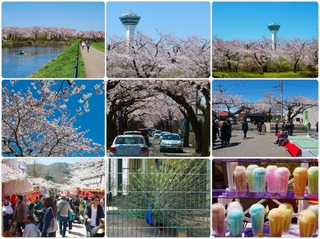 sakura28.jpg