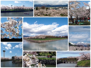 sakura30.jpg