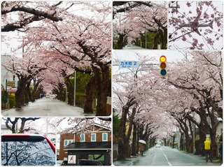 sakurastreet.jpg