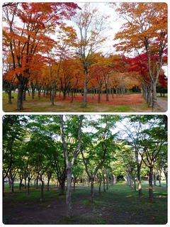 sasanagare.jpg