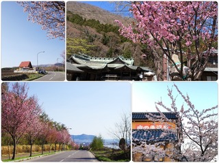 sikinomori.jpg