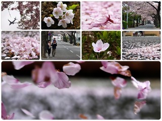 suginami.jpg