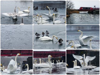 swan.jpg