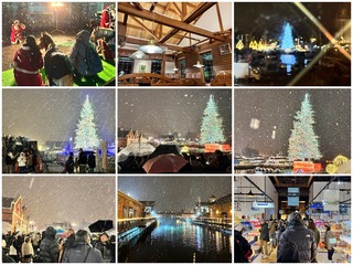 tree29.jpg